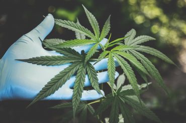 CBD olie til vægttab – virker det?